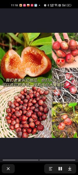 梦到地瓜是什么意思_梦见地瓜预示什么