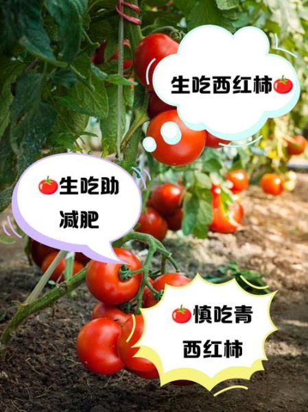 孕妇梦到西红柿是什么意思_孕妇梦见西红柿生男生女