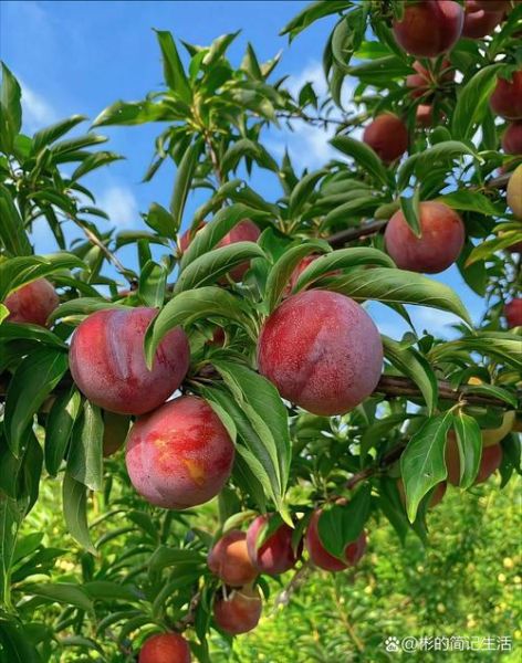 梦到树上结满桃子_周公解梦吉凶