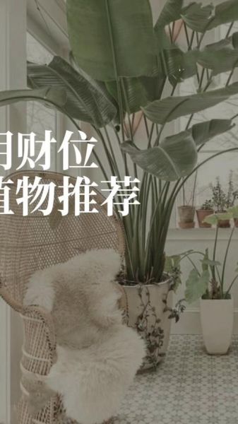 财运位放什么植物_财位摆放禁忌有哪些