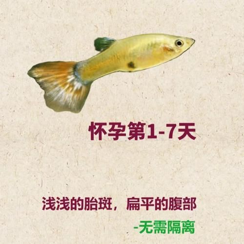 怀孕梦到孔雀是什么意思_孔雀入梦生男生女