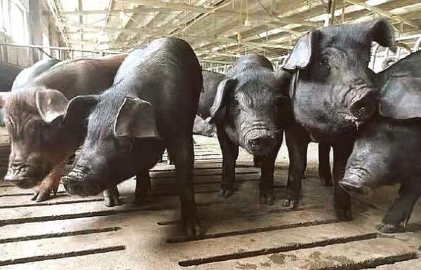 梦到好大猪_梦见大肥猪是什么意思