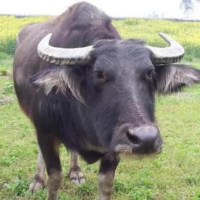 梦见水牛什么财运_梦见水牛是吉兆吗