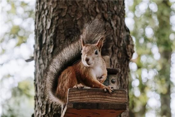 梦到小松鼠是什么意思_梦见松鼠的预兆