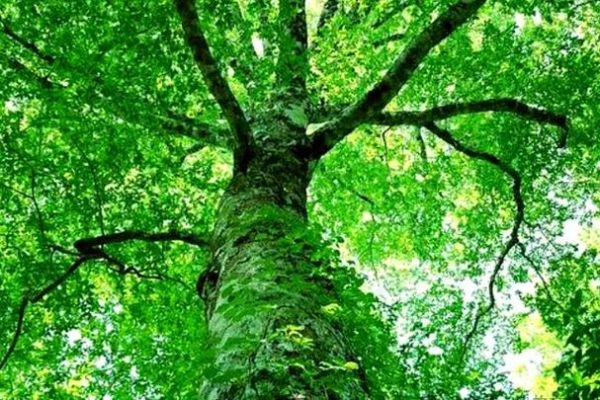 梦到树很高是什么意思_梦见参天大树预示什么