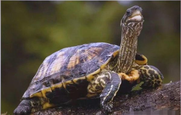 梦到抓到乌龟是什么意思_梦见抓乌龟预示什么