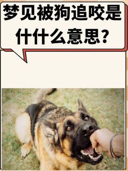 梦见自己变成狗_意味着什么