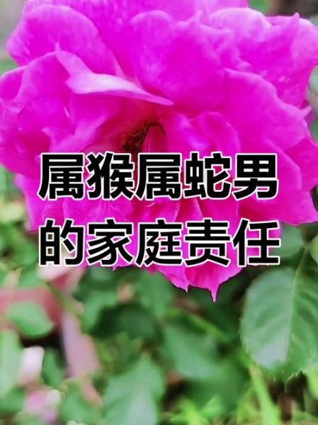 属蛇和属猴的适合做夫妻吗_属蛇属猴婚姻配对如何