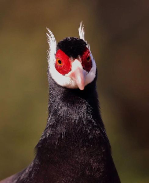 马与鸡属相合不合_马鸡配对婚姻好吗