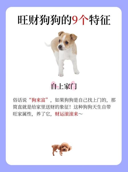 店里养狗压财运吗_店铺风水与宠物狗的关系