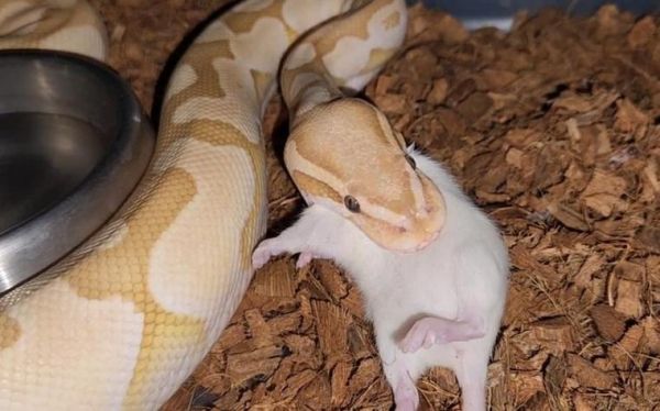 梦到老鼠吃蛇_是什么意思