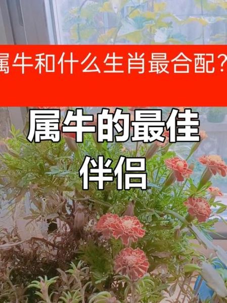 属鸡和属牛合不合_鸡牛属相婚配好吗