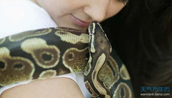 女人梦到大白蟒蛇是什么意思_梦见大白蟒蛇预示着什么