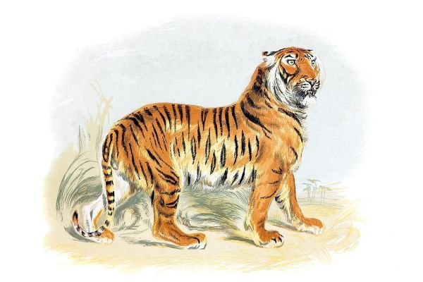 梦到两只老虎是什么意思_老虎梦境解析