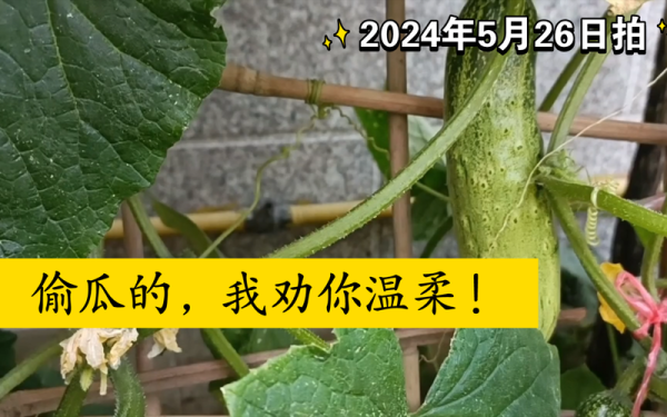 孕妇梦到偷黄瓜是什么意思_孕妇梦见偷黄瓜生男生女