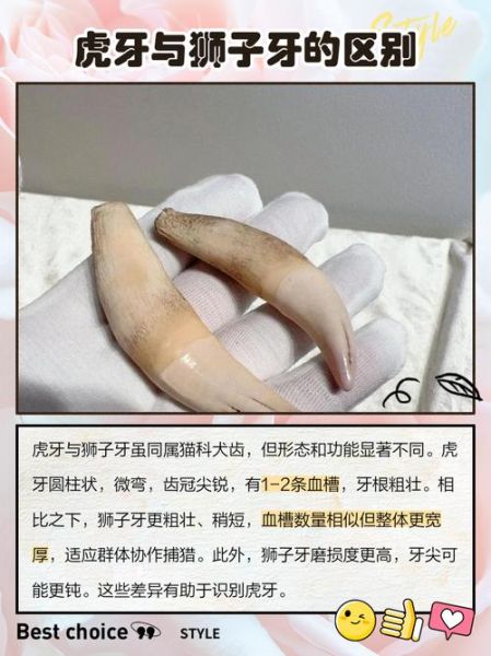 虎牙财运是什么_如何提升虎牙财运