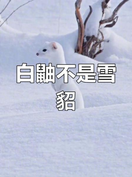 梦到雪貂是什么意思_雪貂梦境解析