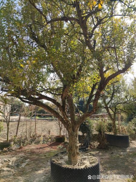 梦到橘子是什么意思_梦见橘子树好不好