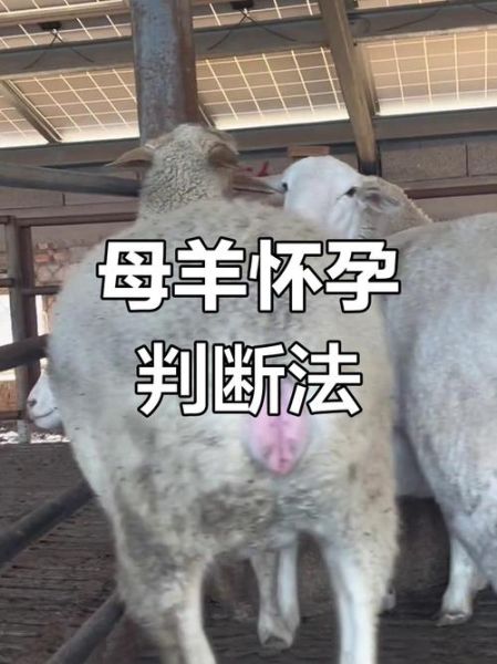 梦到母羊是什么意思_母羊象征什么