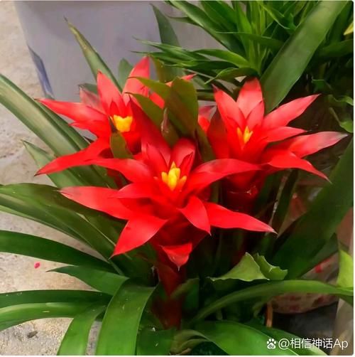 养花属相禁忌_哪些生肖不宜养什么花