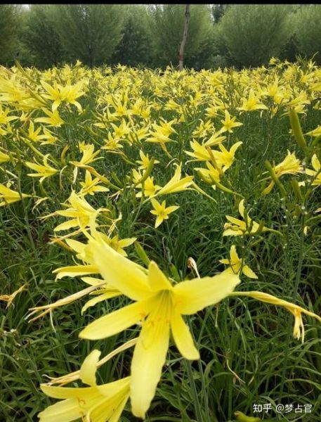 梦到黄花是什么意思_梦见黄花的吉凶解析
