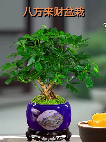 财运与花草_如何摆放招财植物