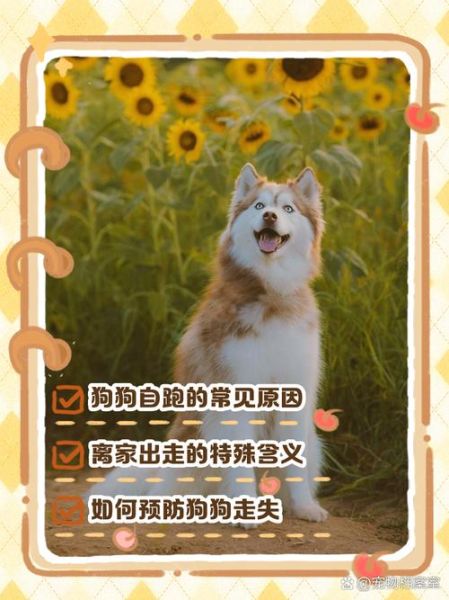 梦到狗跑是什么意思_狗跑梦境解析