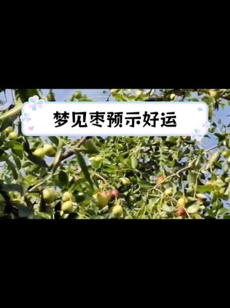 梦到枣是什么意思_梦见红枣是吉兆吗