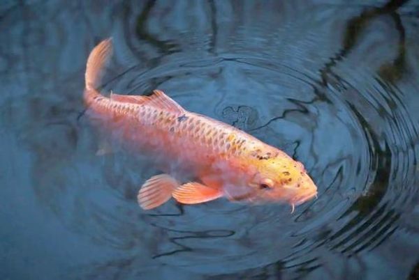 怀孕梦到鱼预示着什么_孕妇梦见鱼的含义