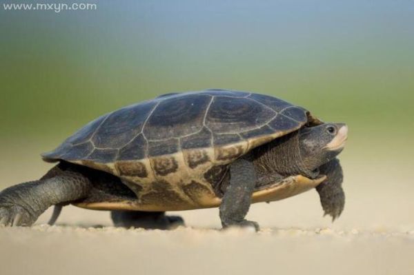 梦到乌龟是什么意思_梦见乌龟代表什么