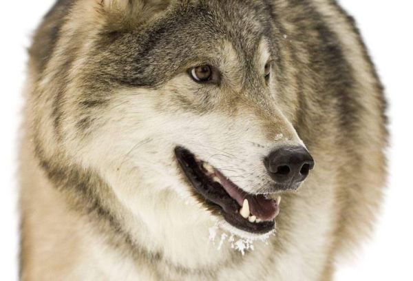 梦到看到狼是什么意思_梦到狼预示着什么