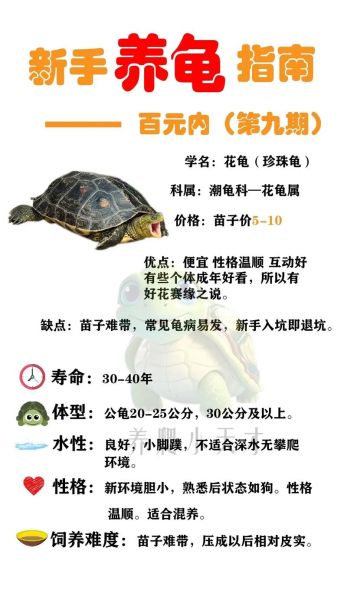 养龟属相禁忌_哪些生肖不宜养龟