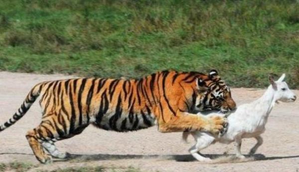 梦到被老虎咬是什么意思_梦到被老虎咬预示什么