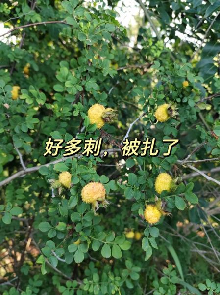 梦到被刺扎是什么意思_梦见被刺扎预示什么