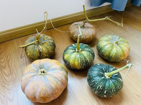 梦到南瓜生什么孩子_孕妇梦见南瓜预示男女