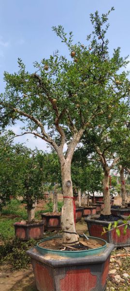 梦到石榴树是什么意思_石榴树梦境解析