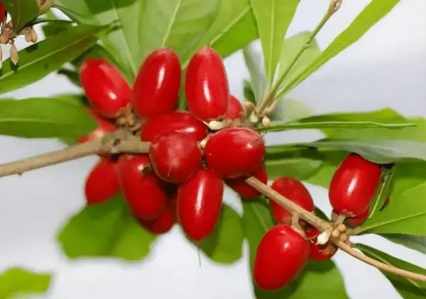 梦到摘红色的果子_有什么寓意